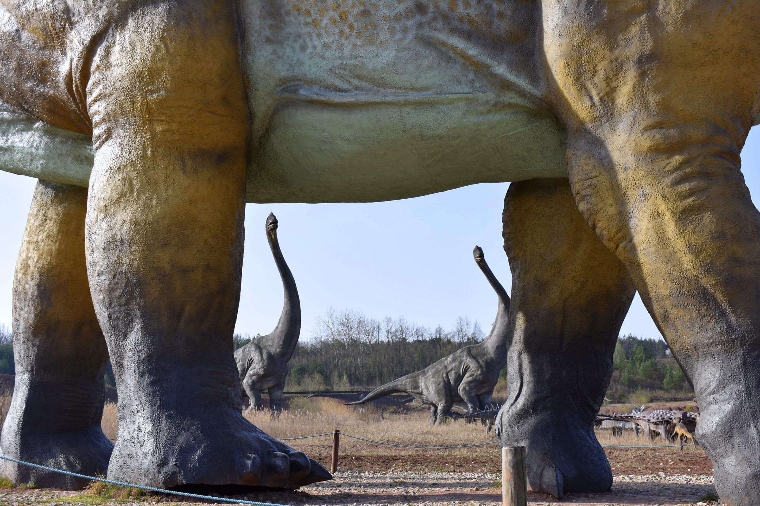 amficelias i brahiozaury