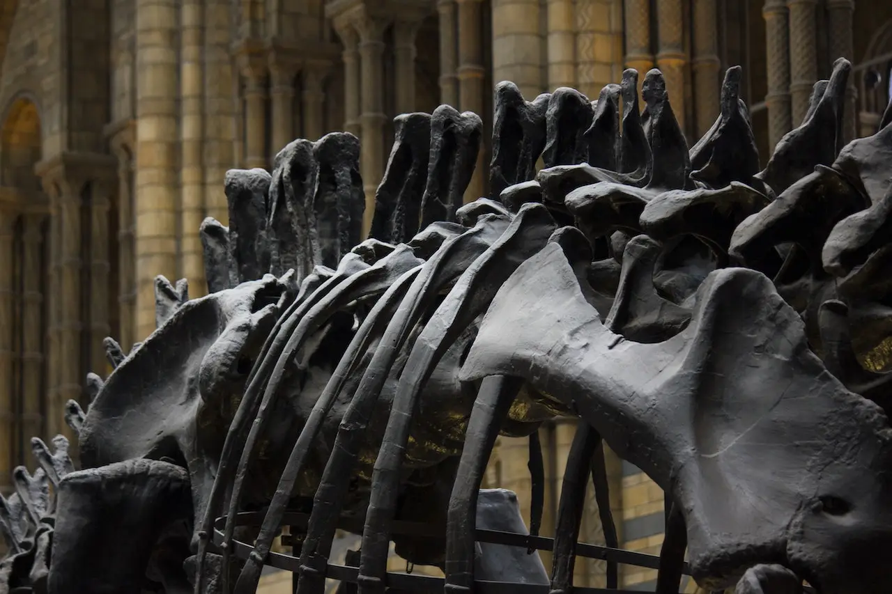 szkielet największego dinozaura