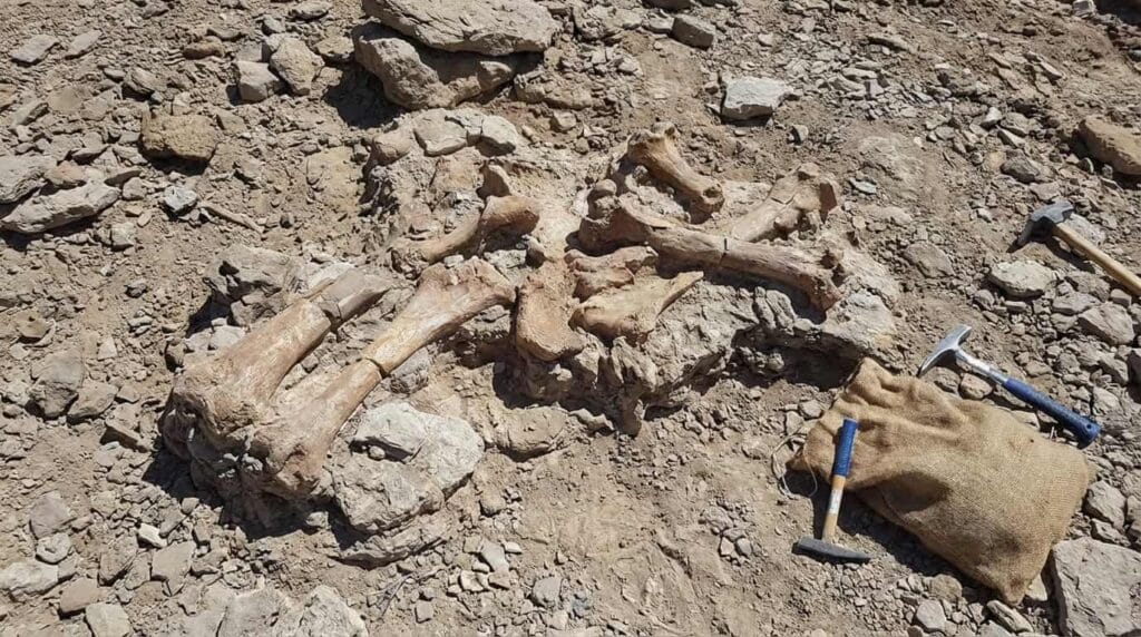 Szczątki dinozaurów