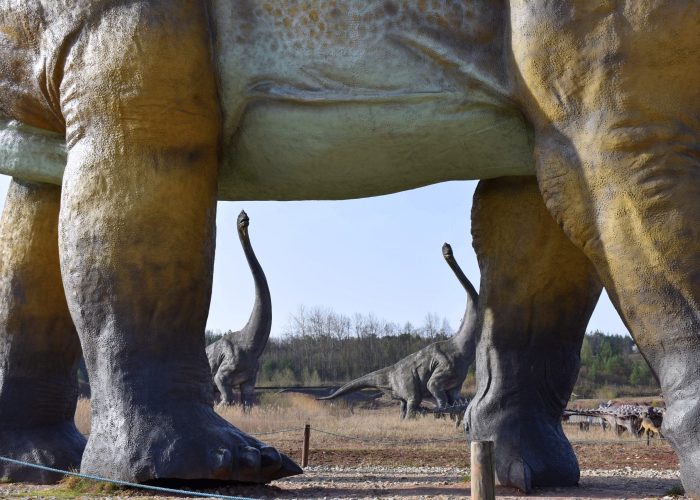 amficelias i brahiozaury