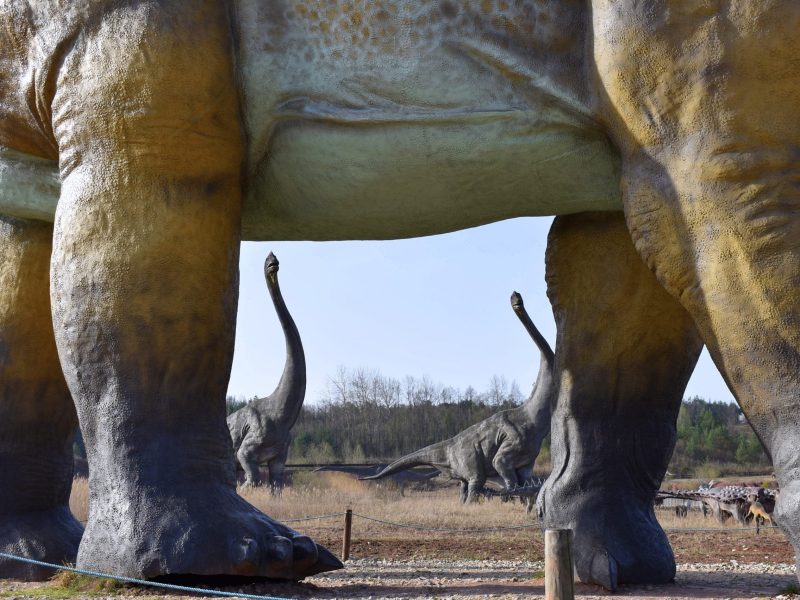 amficelias i brahiozaury